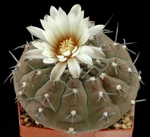 Gymnocalycium_stellatum_2